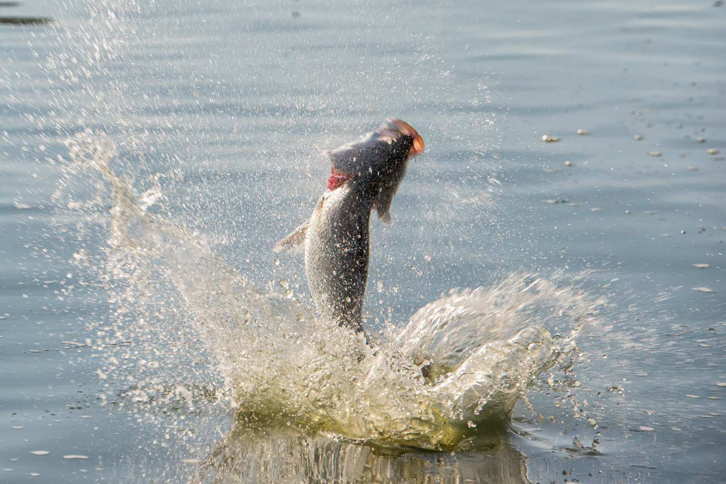 Barramundi Jumping Shots